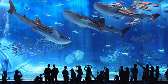 Топ 5 самых потрясающих огромных аквариумов мира
