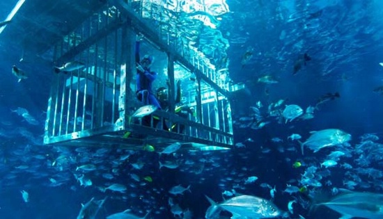 Топ 5 самых потрясающих огромных аквариумов мира